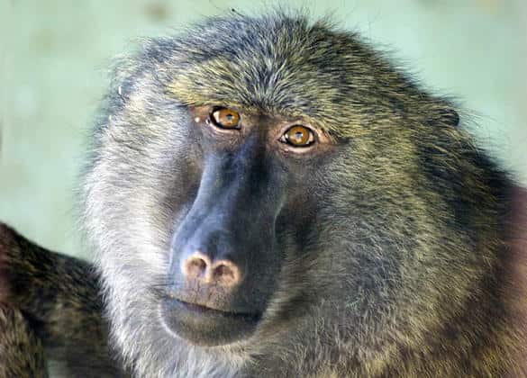 動物図鑑・アヌビスヒヒ